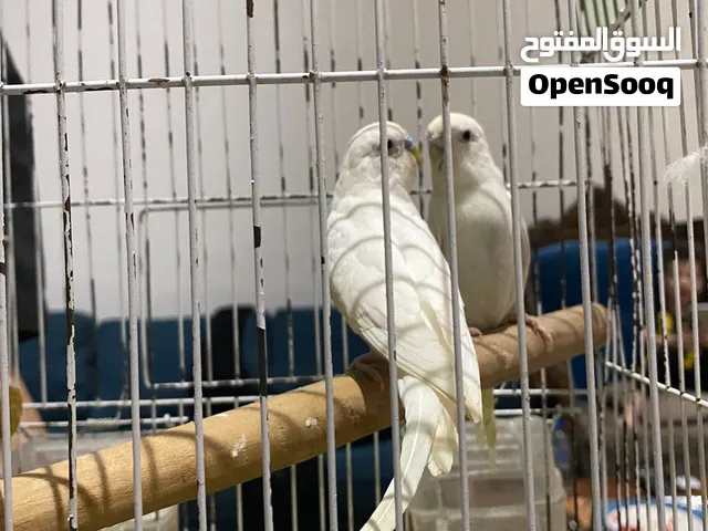 طيور للبيع جوز بادجي ابيضّ منتجين