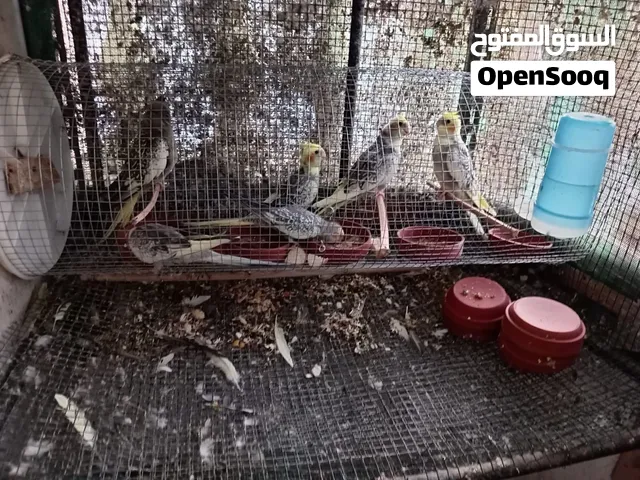 للبيع كوران العدد 6 حجم جمبو
