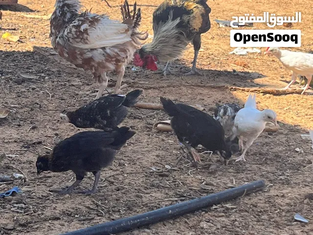 كتكوت عربي للبيع