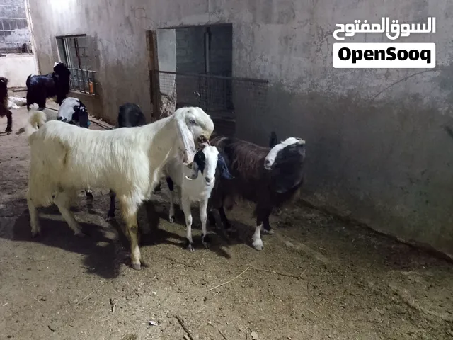 ثلاث ثنيان للبيع