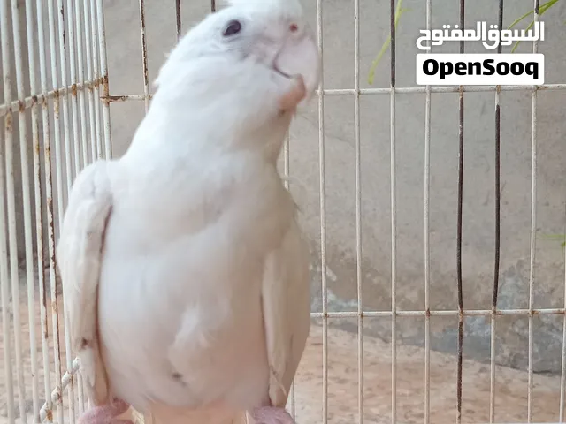 دكر كوكتيل اللبينو عين حمرة واتي للحضان مشاء الله العمر فوق السنة