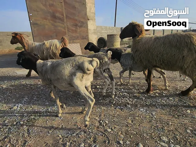 خرفان صومالية وحملة نعيمية عشار