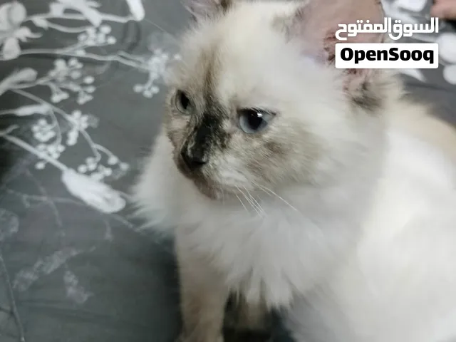 white colour cat neme meo it a boy mel cat and black wait color cat neme memo it's a female cat