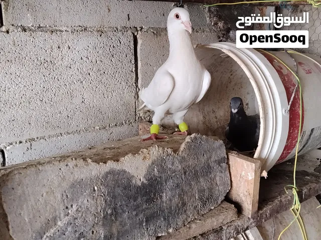 جوز زواجل مع فرخهم وتحتهم بالطين بسعر الحرق 100 شيكل