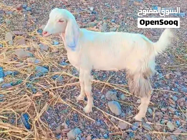 للبيع سخله باكستانيه بكر  ما شاء الله