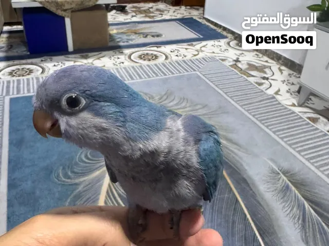 كويكر بلو الراهب تأكيل يدوي