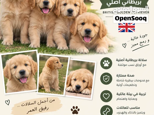 جراء جولدن ريتريفر بريطاني اصلي