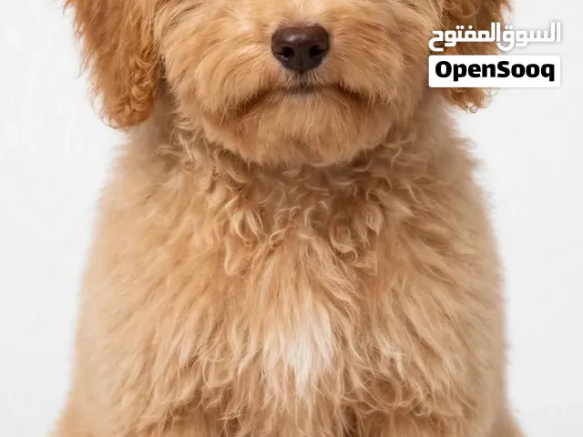 available male toy poodle 6 months vaccinated with passport and microchip