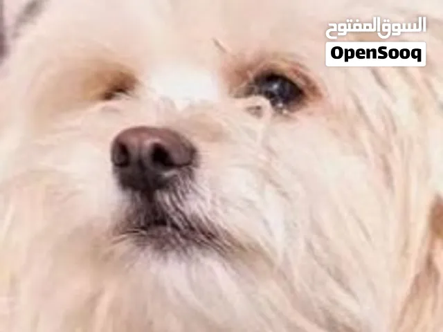 كلاب زينه نوع تيريري