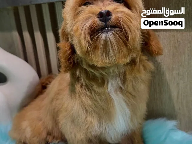 Maltipoo red color