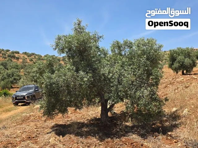 Commercial Land for Sale in Jerash Other