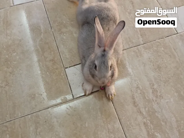 ارنبه شنشيلا