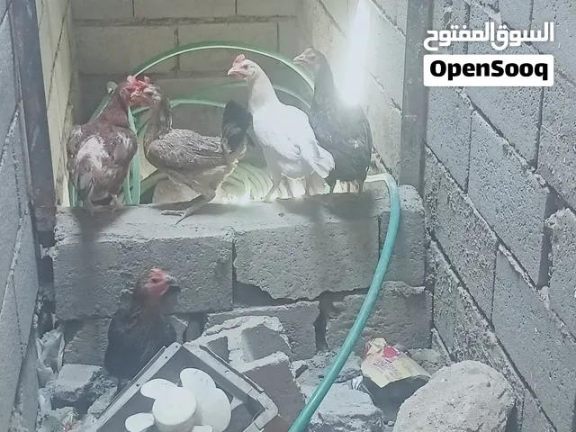 دجاج عرب للبيع بياضات المكان بصره زبير سوق سوادي سعر 70وبيهم مجال