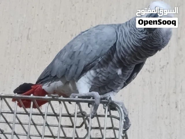 ببغاء كاسكو