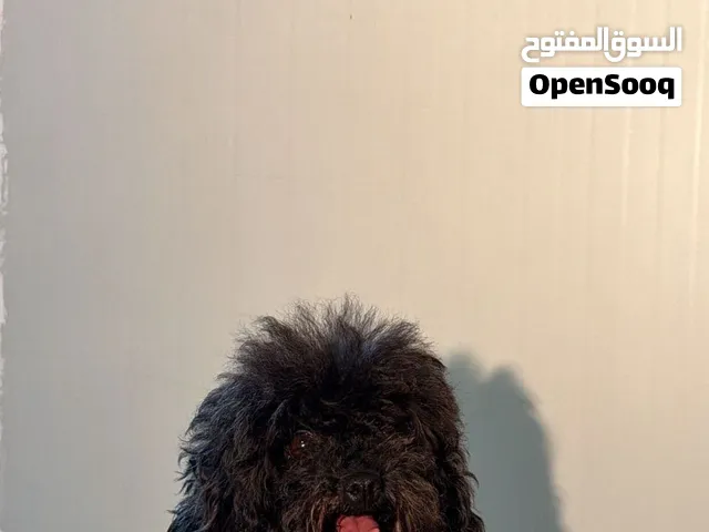 Toypoodle.