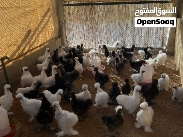 دجاج سيلكي ابتداء من 70 درهم