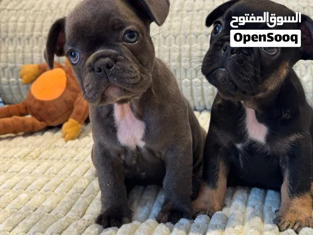 جراوي فرنش بول دوق مستوى عالي من الاب والام