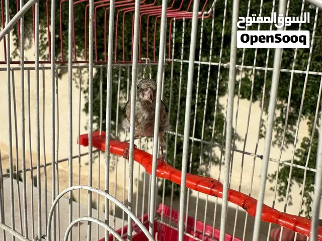 فرخ حسون ...