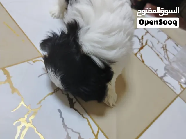واخد كل التحصينات كلاب شيتز السعر 2500