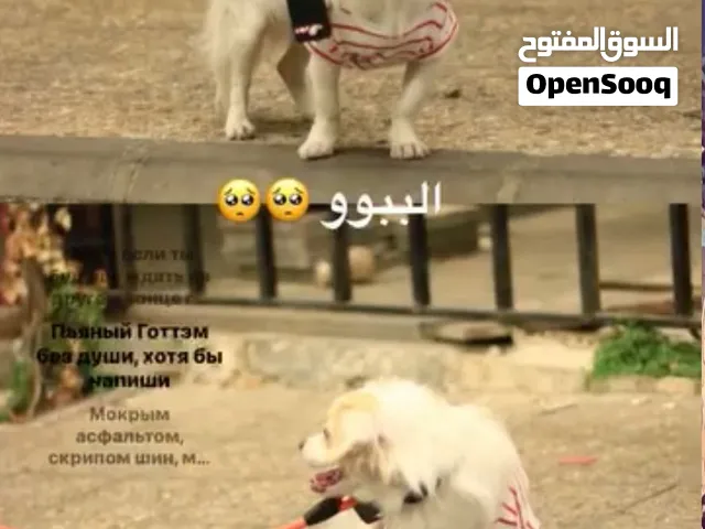 كلاب للبيع لولو فوكس
