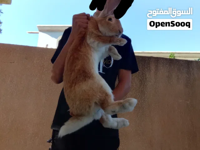متوفر كوبية ألمانية أصلية درجة أولى ( أقرا الوصف) اذكر الله من فضلك