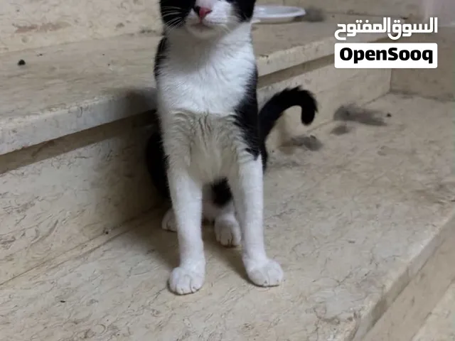 قطط للتبني في اريحا