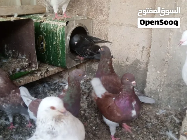 حمام لاحم ومشكل