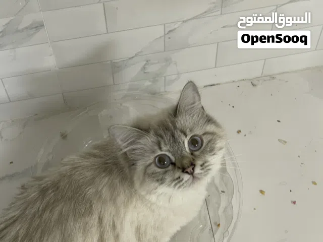قطوة للتبني هملايا