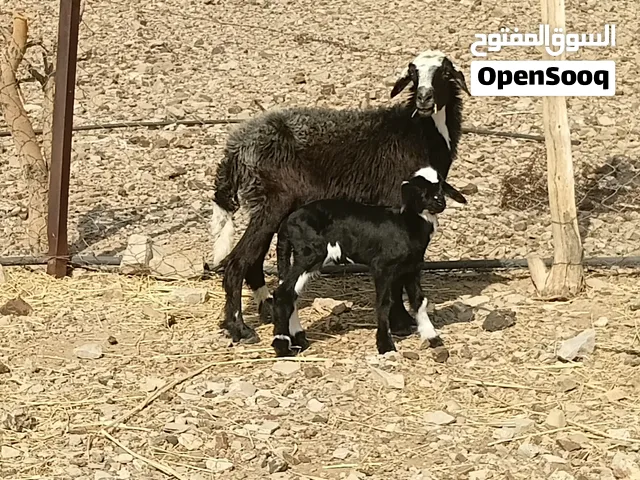 للبيع جاعده مع ولدها كبش