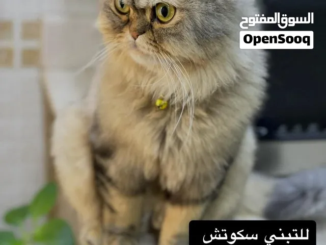 للتبني سكوتش ستريت
