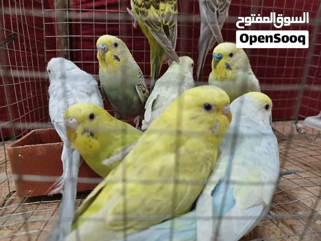 طيور بادجي منتجه وصحه ممتازه جداً