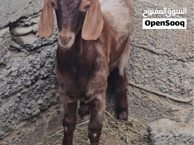 تيس فحل....