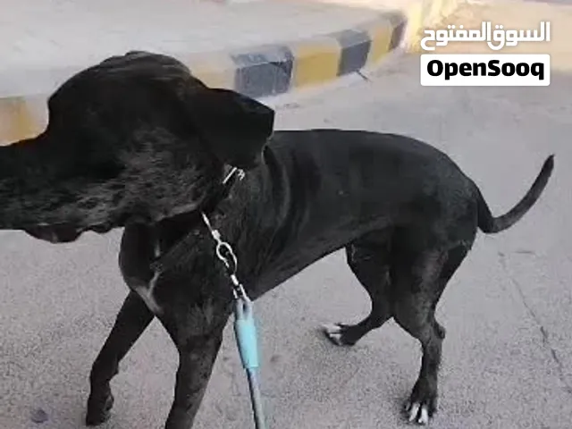شركه بدها شباب بتعرف اتصيد كلاب وقطط