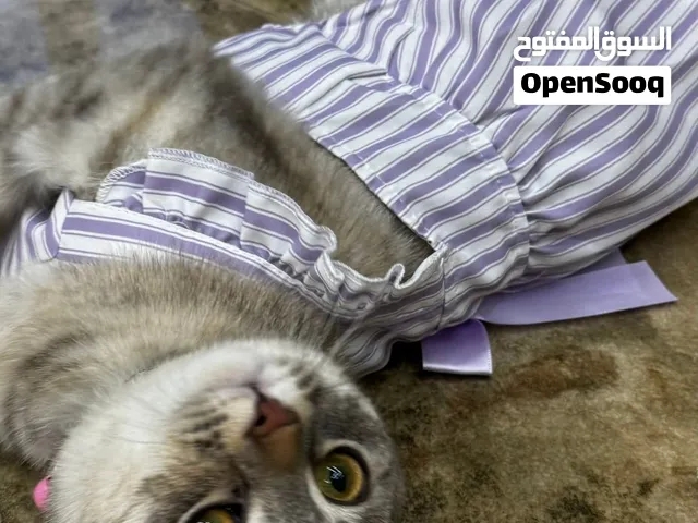 Scottish fold