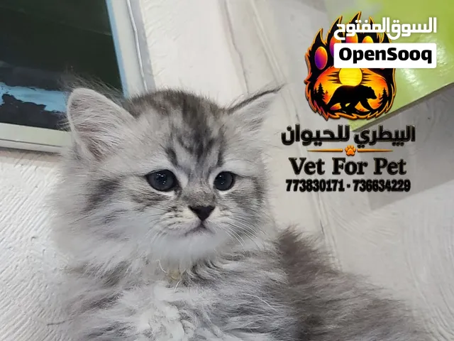 قطط شيرازي