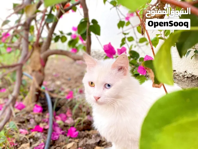 قطين للبيع