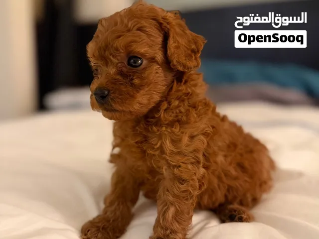 Mini Poodle