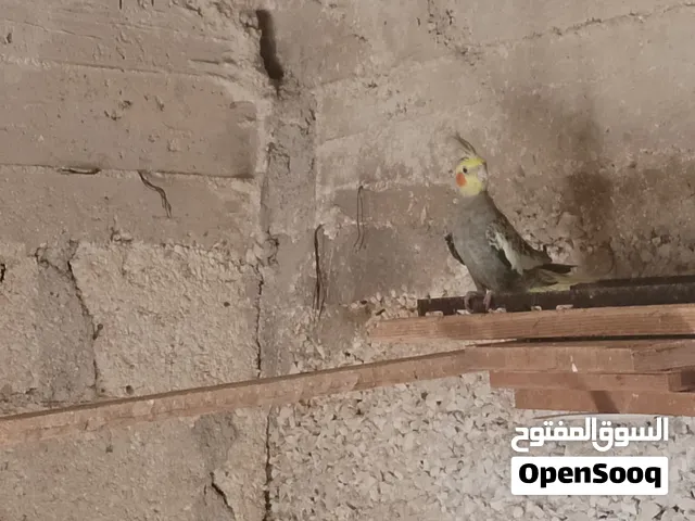 كوكتيل اربع جواز