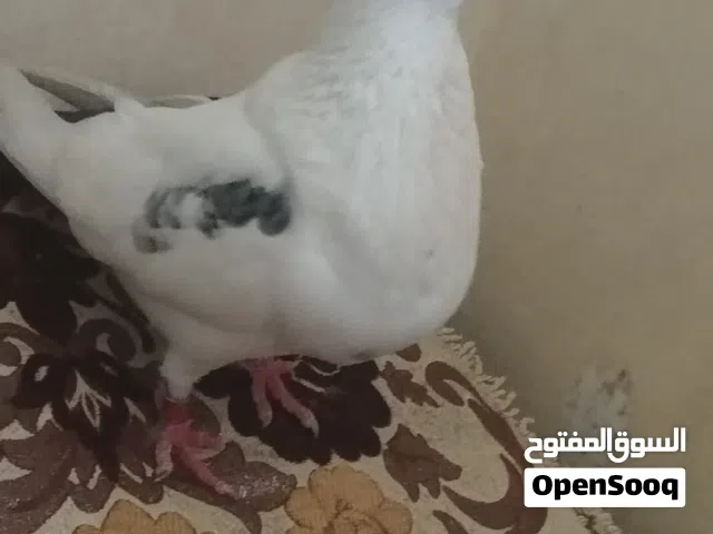ذكر سيفيانوس ملكي