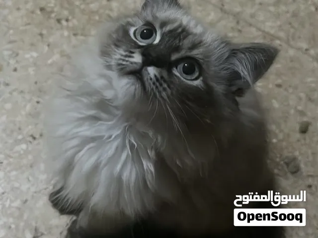 قطط همالاياذكور يوجد عمر 4 شهور وعمر سنه وانثي عمر 4 شهور