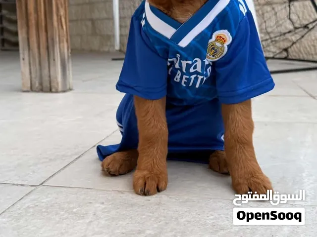 كلب قولدن عمر 5 شهور ب 260 دينار