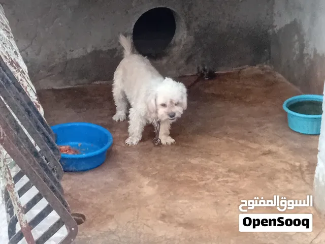 كلبة اكرمكم الله  مجريه 6 اول تجراية وكبرو وتوا كسبت فجديد  للبيع كلبة هادية متعودا علي الاطفل مطعمة