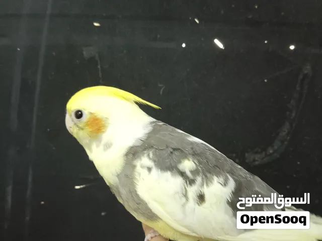 طير كروان اليف للبعي في جده