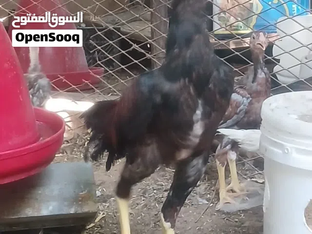 ديك باكستاني للبيع