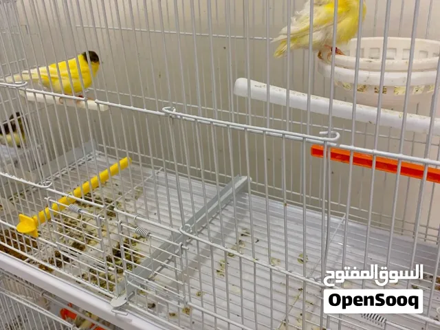 ازواج كناري للبيع