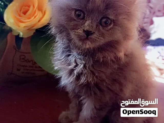 قطط هملايا العمر شهر ونصف لون رمادي سلفر  عددهم أربعة ..نفس الشكل جميلات جدآ  .