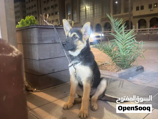 كلب جيرمن شبرد كينق سايز للبيع