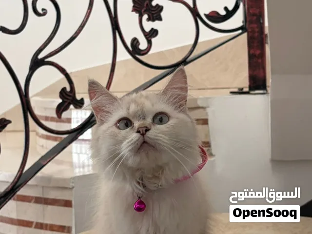 قطه انثى للبيع