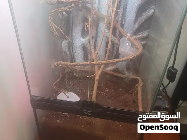 كاميليون للبيع انثى