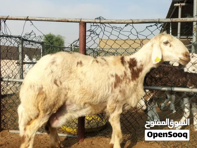 خرفان نجديات للبيع العدد 3 في ابوظبي رزين